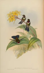 Heliangelus Strophianus